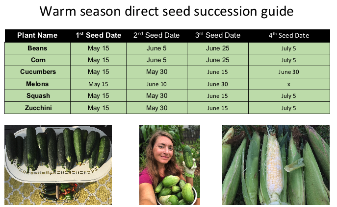 warm season direct seed succession planting