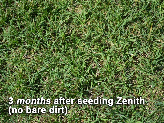 zenith zoysia sprouts