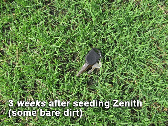 Zenith Zoysia Grass Seed 3 weeks