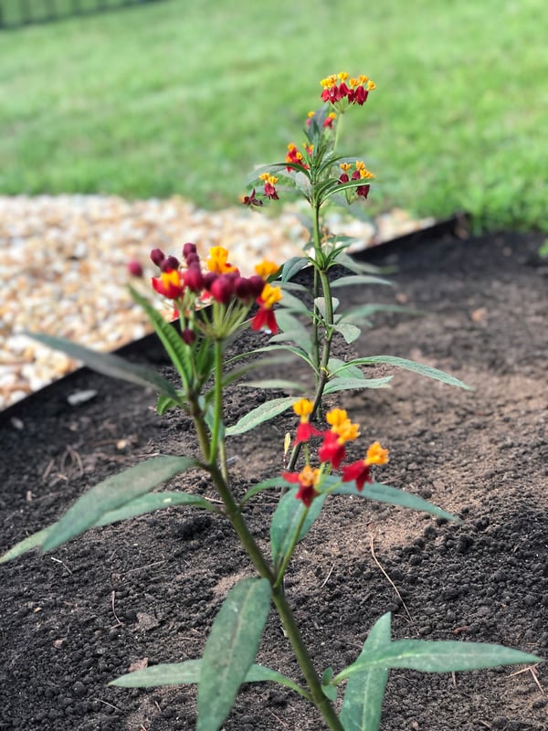 Milkweed