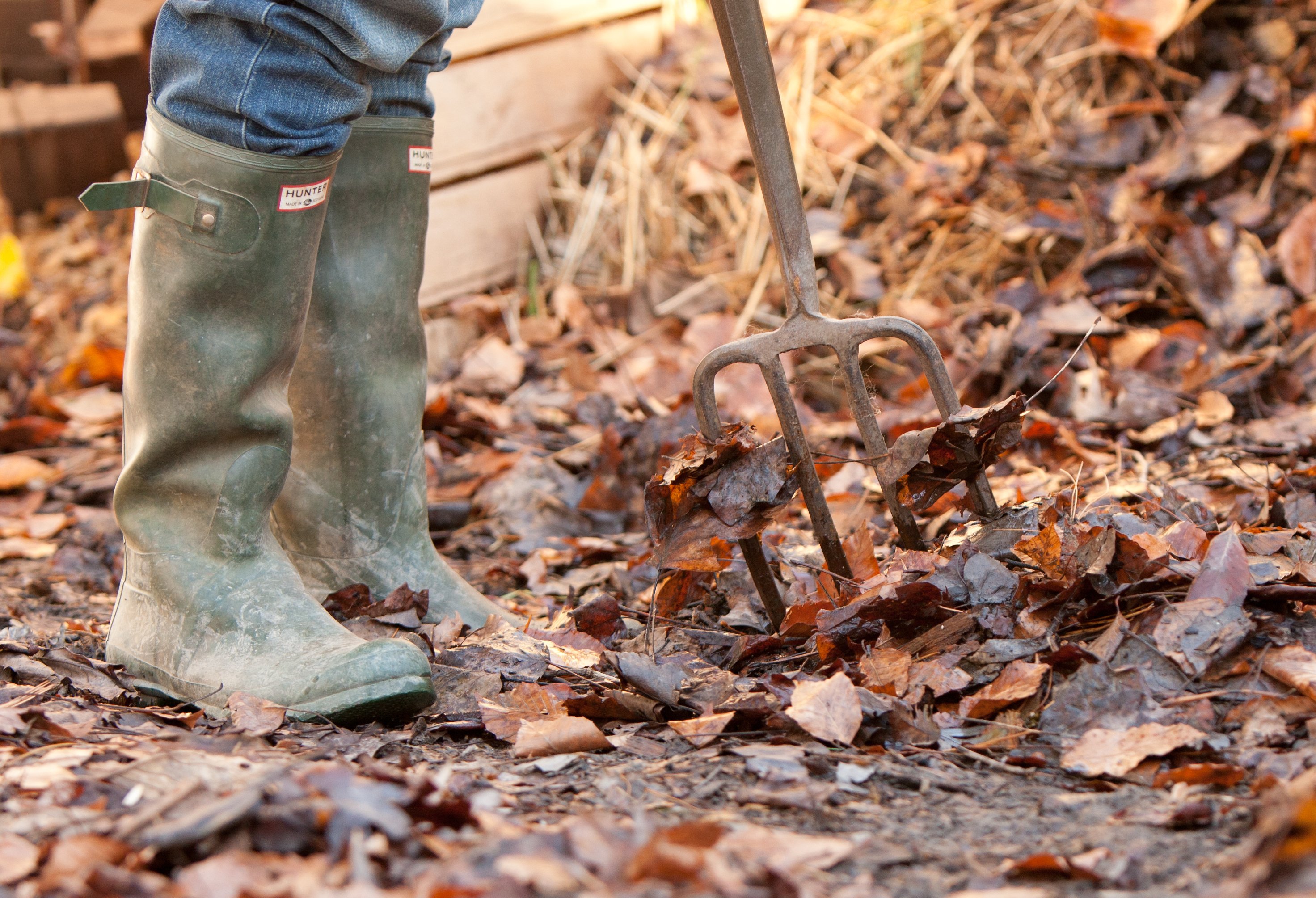 Using dried leaves in the garden  Benefits of mulching with dried leaves 